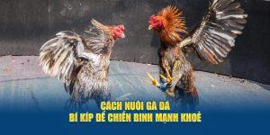 Hướng dẫn cách nuôi gà đá chi tiết từ chuyên gia Jun88