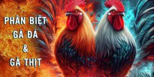 Phân biệt giữa gà đá và gà thịt