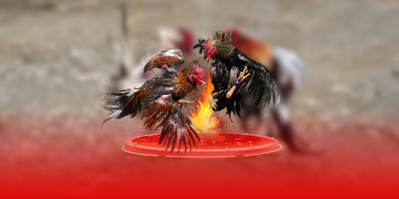 Lợi ích tiện lợi theo dõi mọi trận đấu