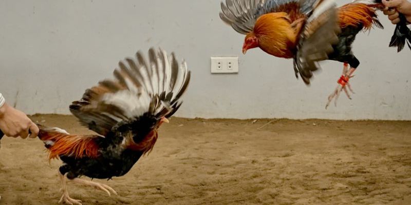 Phục hồi cơ bắp và giảm mệt mỏi khi nuôi gà chơi đẹp