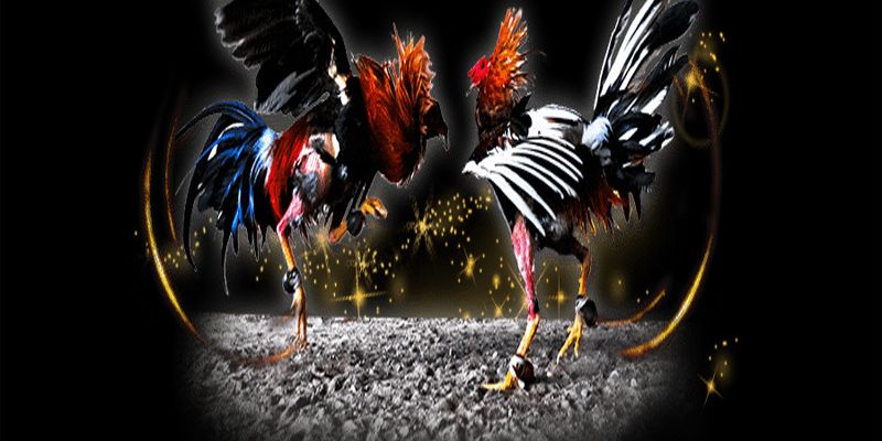 Các bài tập tăng cơ đùi và lực cổ giúp gà ra đòn chuẩn xác