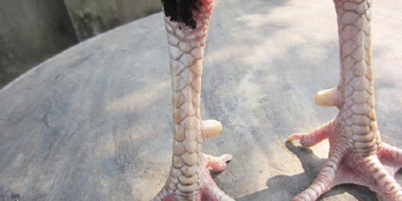 Cách Xem Vảy Gà Quý – Bí Kíp Nhận Diện Chiến Kê Cùng Jun88