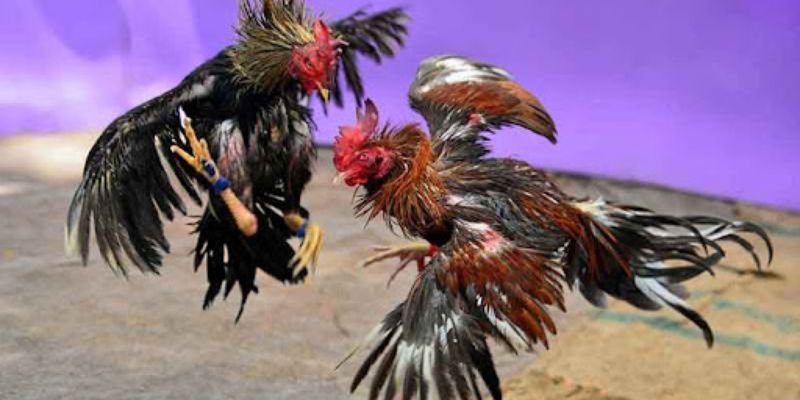 Đá Gà Trực Tiếp 67 – Full Trận Chất Lượng Cao Tại Jun88 6 Chiến kê mắt đỏ lửa thường thắng lớn trong đá gà trực tiếp 67