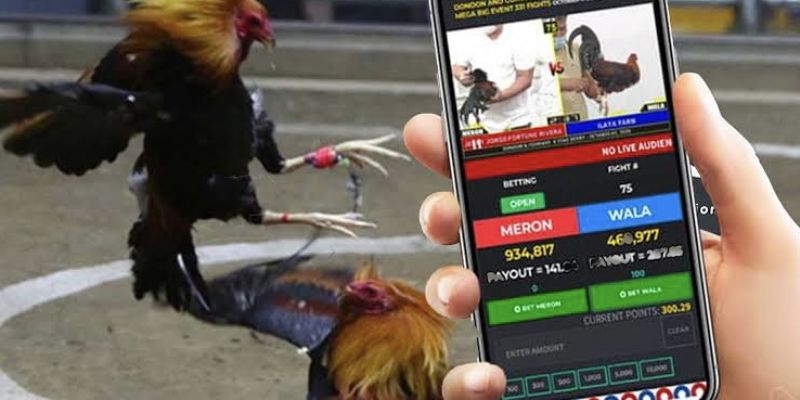 Đá Gà Philippines – Trường Đấu Cựa Dao Đỉnh Cao Tại Jun88