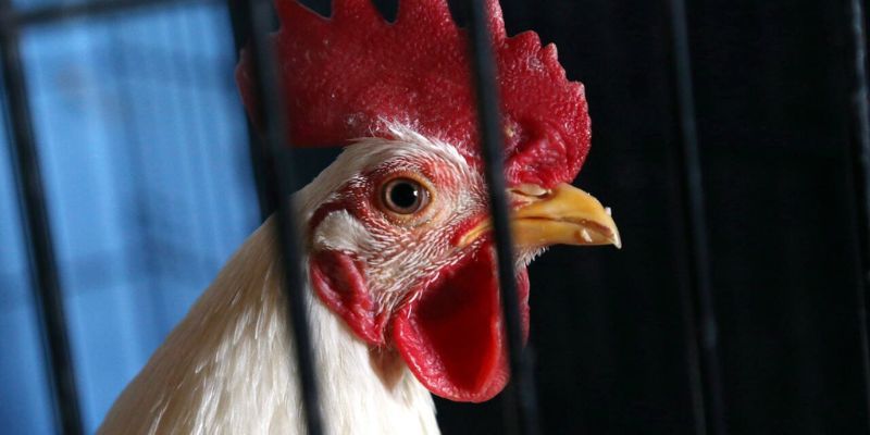 Đá gà trực tiếp C2 luôn giữ được nhịp độ nhanh