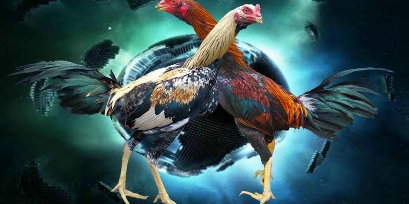 Đá Gà C3 Hôm Nay – Trực Tiếp Full Trận Đỉnh Cao Tại Jun88 5 Điểm khác biệt lớn so với các hình thức khác