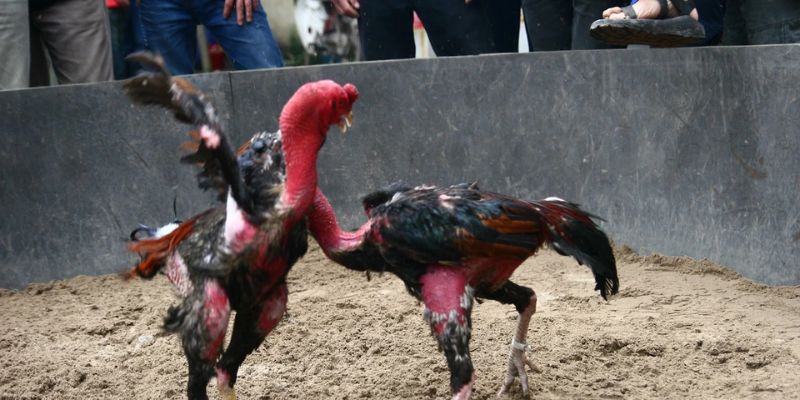 Đá Gà Philippines – Trường Đấu Cựa Dao Đỉnh Cao Tại Jun88 6 Gà Peru đỏ chuẩn bị thi đấu