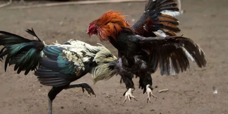 Đá Gà Trực Tiếp 67 – Full Trận Chất Lượng Cao Tại Jun88 5 Kèo BDD chính là điểm nhấn đặc biệt