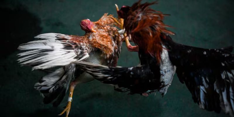 Đá Gà Philippines – Trường Đấu Cựa Dao Đỉnh Cao Tại Jun88 5 Kèo đặc biệt - Cơ hội kiếm thưởng đa dạng