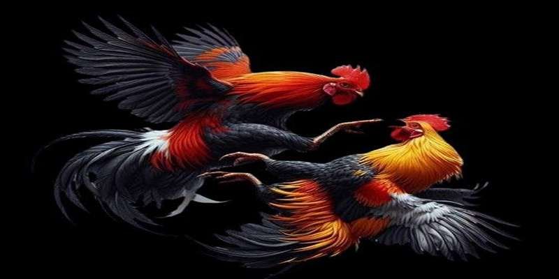 Đá Gà Trực Tiếp 67 – Full Trận Chất Lượng Cao Tại Jun88 4 Kiểm tra cựa trước khi lên sàn đá gà trực tiếp 67