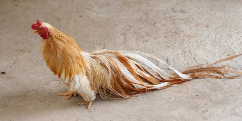 Kỹ thuật nuôi gà tre Tân Châu chọn giống chuẩn