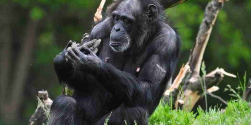 Mơ Thấy Khỉ Hé Lộ Bí Ẩn Giấc Mơ Và Dự Đoán May Mắn 6 Kinh nghiệm kết hợp với dự đoán con số