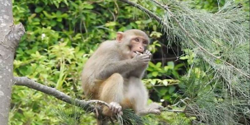 Mơ Thấy Khỉ Hé Lộ Bí Ẩn Giấc Mơ Và Dự Đoán May Mắn 5 Giải mã mơ thấy khỉ đang leo cây