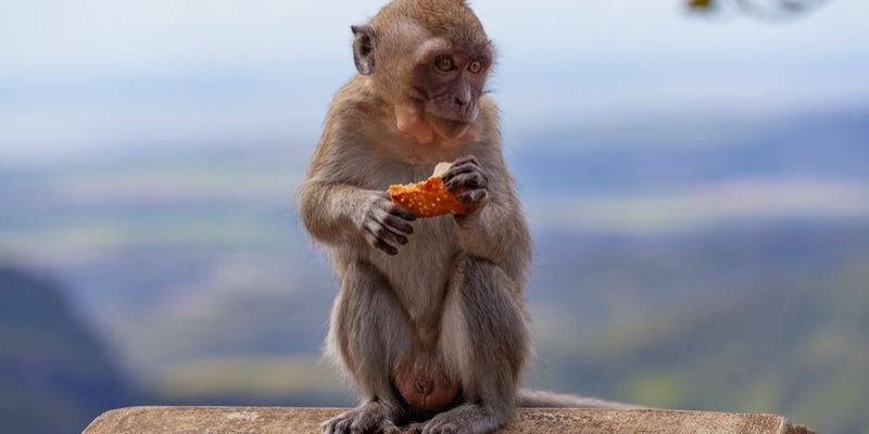 Mơ Thấy Khỉ Hé Lộ Bí Ẩn Giấc Mơ Và Dự Đoán May Mắn 4 Ý nghĩa tâm linh khi mơ thấy khỉ về biểu tượng tinh thần và trí tuệ