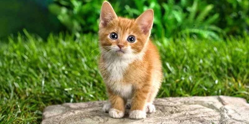 Mơ Thấy Mèo Đánh Con Gì Để Trúng Đậm Nhất 2025? Jun88 Giải Mã 6 Đàn mèo đông đúc trong mơ báo hiệu đại lộc sắp đến