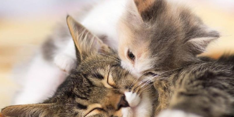 Mơ Thấy Mèo Đánh Con Gì Để Trúng Đậm Nhất 2025? Jun88 Giải Mã 4 Mèo tam thể nằm trên đống tiền vàng báo hiệu tài lộc cực mạnh