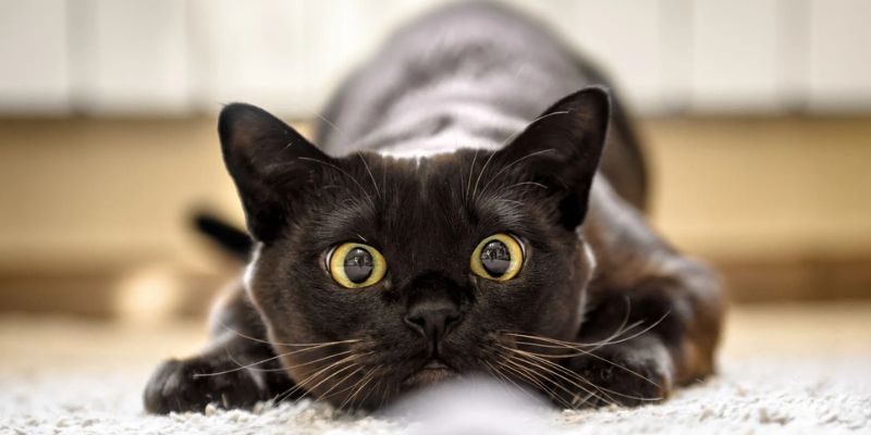 Mơ Thấy Mèo Đánh Con Gì Để Trúng Đậm Nhất 2025? Jun88 Giải Mã 5 Hình ảnh mơ thấy mèo đẻ đầy nhà – biểu tượng tài lộc sinh sôi mạnh mẽ