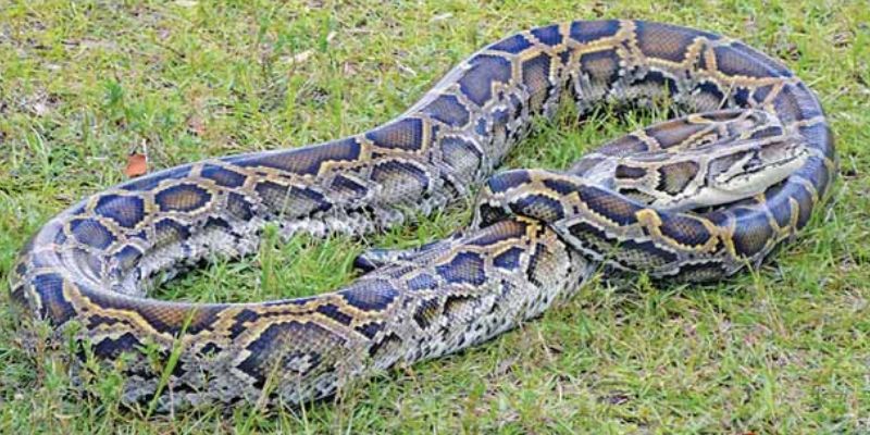 Mơ Thấy Trăn Hé Lộ Bí Ẩn Cuộc Sống Và Vận May Bất Ngờ 5 Giải mã trăn biểu tượng cho sự cảnh giác trong tình yêu