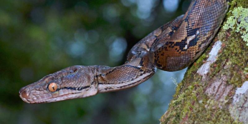 Mơ Thấy Trăn Hé Lộ Bí Ẩn Cuộc Sống Và Vận May Bất Ngờ 6 Chiêm bao thấy trăn dự báo cơ hội tài chính mới