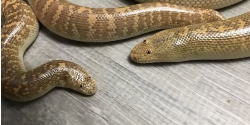 Mơ Thấy Trăn Hé Lộ Bí Ẩn Cuộc Sống Và Vận May Bất Ngờ 4 Trăn trong mơ báo hiệu sự chuyển hóa mạnh mẽ