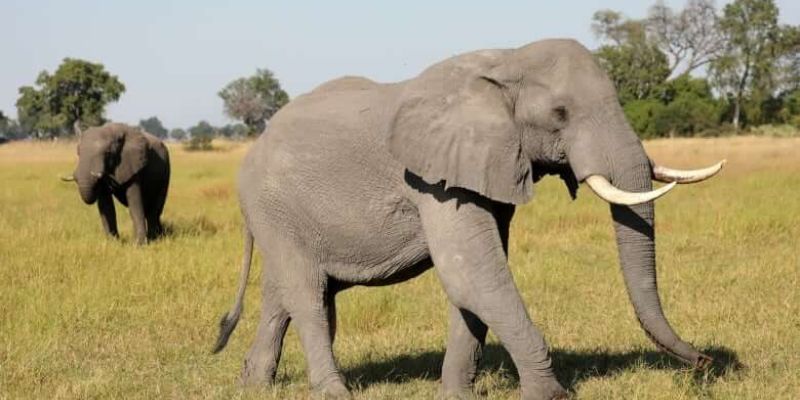 Mỗi giấc mơ voi đều ẩn chứa con số may mắn khác nhau.