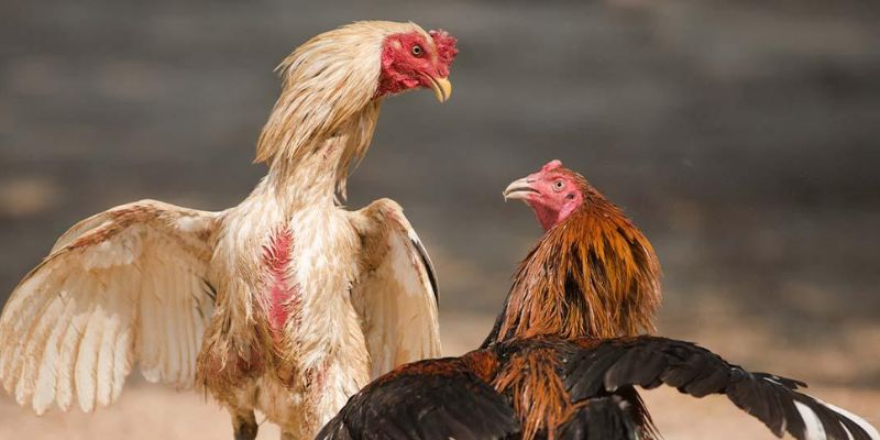 Đá Gà Online – Xem Trực Tiếp & Thưởng Cao Nhất Cùng Jun88 4 Quy trình nạp rút siêu tốc khi chơi đá gà online chỉ trong 3 phút