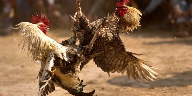 Top 5 Gà Đá Cựa Sắt Hiếm Gặp – Chiến Kê Tạo Nên Thế Cược 4 Top 5 gà đá cựa sắt hiếm gặp - Gà tre Tân Châu