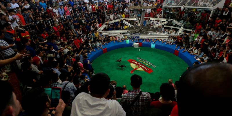 Đá Gà Online – Xem Trực Tiếp & Thưởng Cao Nhất Cùng Jun88 5 Trường kê Philippines đang phát sóng trực tiếp