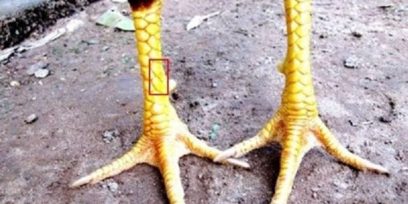 Vảy Gà Nổi Hoa Đăng – Dấu Ấn Linh Kê Được Jun88 Bật Mí